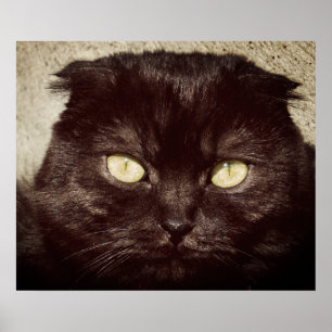 Young Munchkin Kitten Ansikte Poster