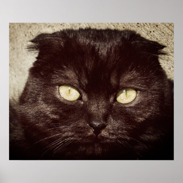 Young Munchkin Kitten Ansikte Poster (Framsidan)