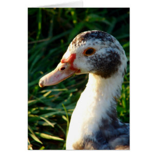 Young Muscovy Hen Anka OBS Kort