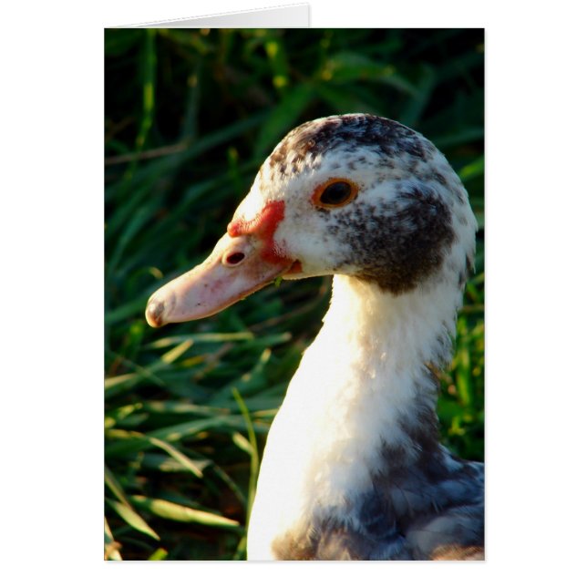 Young Muscovy Hen Anka OBS Kort (Framsidan)