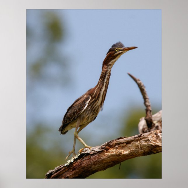 Young One Poster (Framsidan)