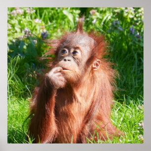 Young Orangutan Deep in Think Poster