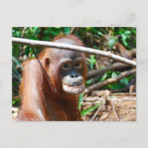 Young Orangutan Drinks Vatten på ön Borneo Vykort