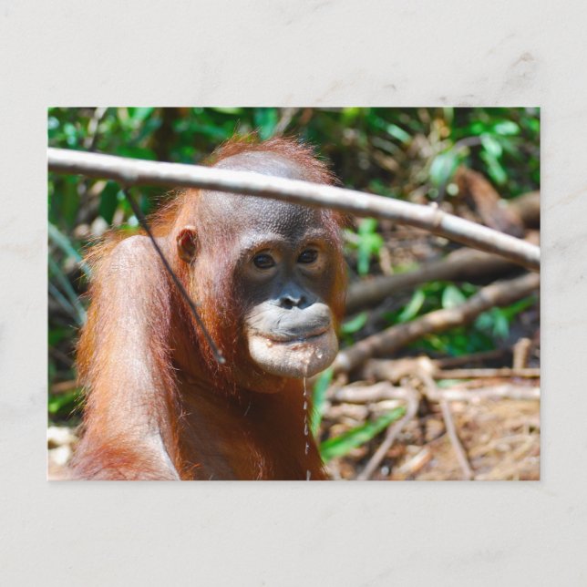 Young Orangutan Drinks Vatten på ön Borneo Vykort (Framsida)