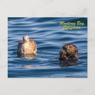 Young Otter-Monterey Bay, California Postcard Vykort