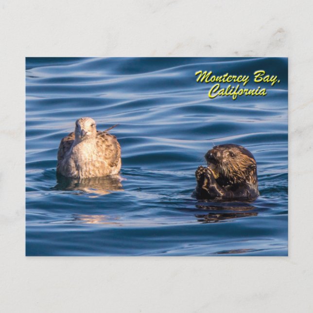 Young Otter-Monterey Bay, California Postcard Vykort (Framsida)