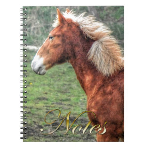 Young Palomino Colt Horse-älskare Design Anteckningsbok Med Spiral
