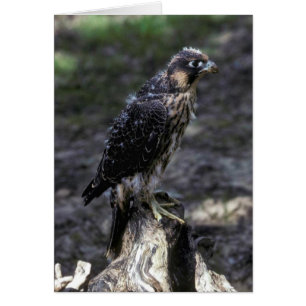 Young Peregrine Falcon Hälsningskort