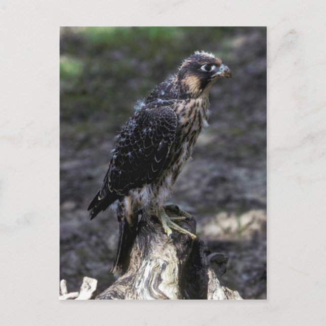 Young Peregrine Falcon Vykort (Framsida)