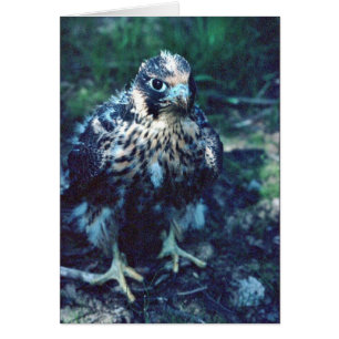 Young Peregrine Hälsningskort
