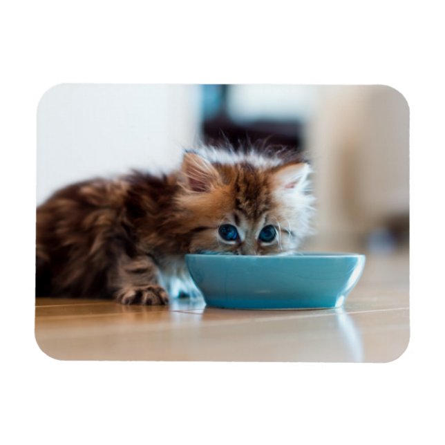 Young Persian Kitten Magnet (Horisontell)