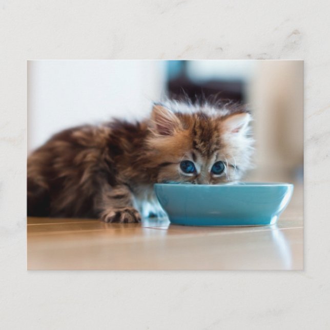 Young Persian Kitten Vykort (Framsida)