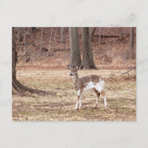 Young piebald hjort helg vykort
