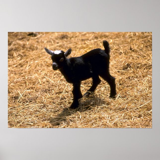 Young Pigmy Goat Poster (Framsidan)