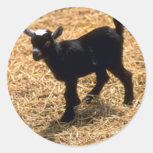 Young Pigmy Goat Runt Klistermärke