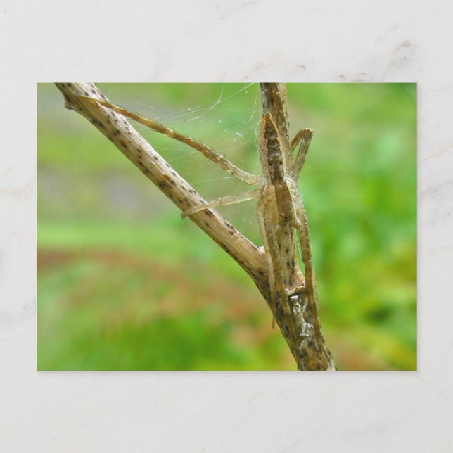 Young Pisaurana mira (?) vykort (Framsida)