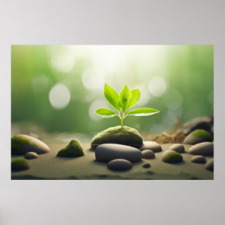 Young Plant Pebble Vatten Tranquil Peace Poster