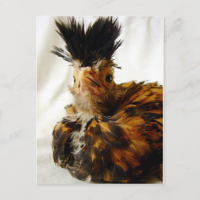 Young polska vykort (Framsida)