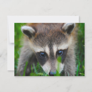 Young Raccoon i gräset Vykort