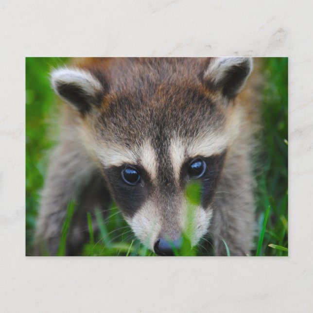 Young Raccoon i gräset Vykort (Framsida)