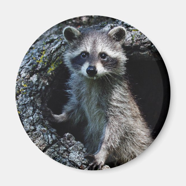 Young Raccoon Magnet (Framsidan)