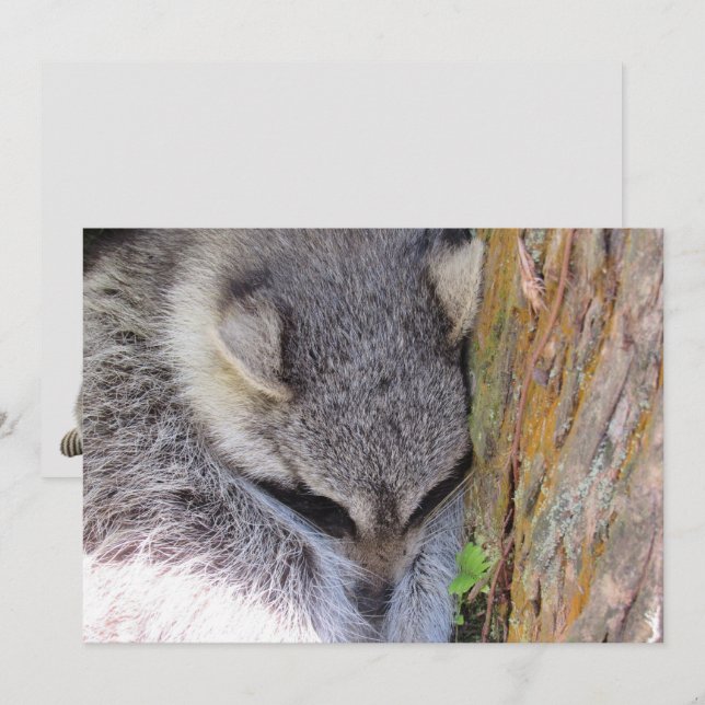 Young Raccoon Sleeping Flat Card (Fram/baksida)