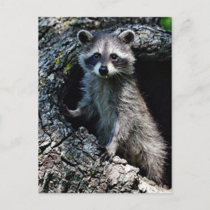 Young Raccoon Vykort
