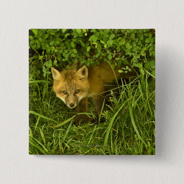Young Red Fox kommer från att gömma i buskar Knapp (Framsida)