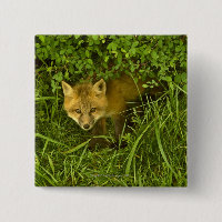 Young Red Fox kommer från att gömma i buskar