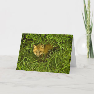 Young Red Fox kommer från att gömma i buskar Kort