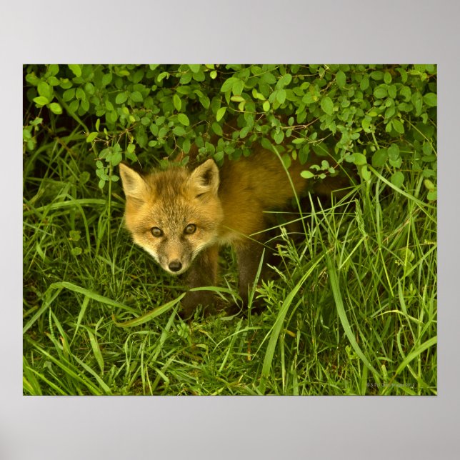 Young Red Fox kommer från att gömma i buskar Poster (Framsidan)