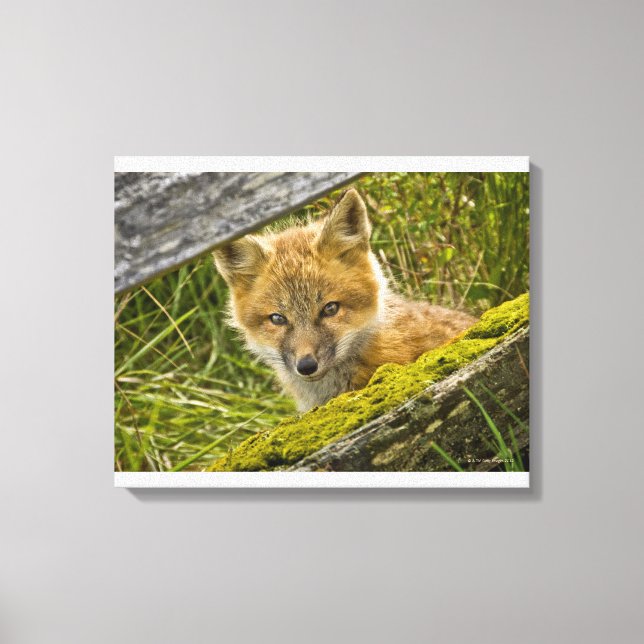 Young Red Fox tittar genom staketet på San Juan Canvastryck (Framsida)
