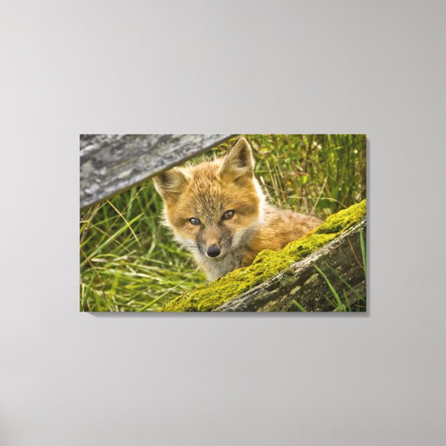 Young Red Fox tittar genom staketet på San Juan Canvastryck (Framsida)