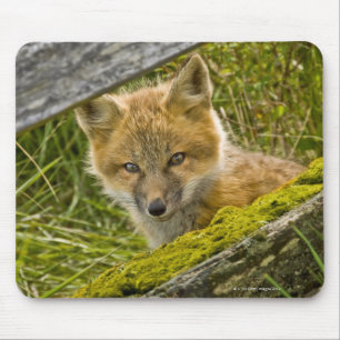 Young Red Fox tittar genom staketet på San Juan Musmatta