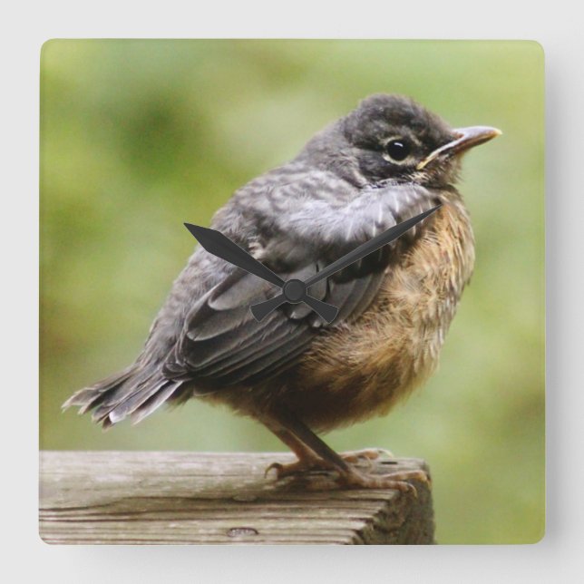 Young Robin Fyrkantig Klocka (Framsida)
