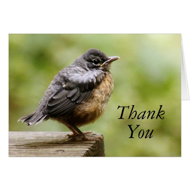 Young Robin Hälsningskort (Framsidan Horizontal)