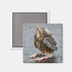 Young Robin Magnet