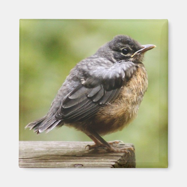 Young Robin Magnet (Framsidan)