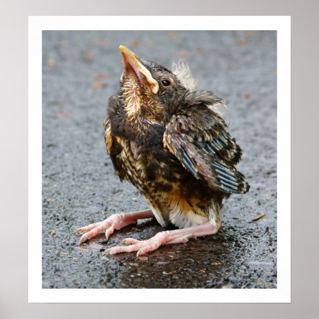 Young Robin Sitta Poster (Framsidan)