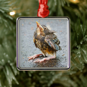Young Robin Tittar upp ornament