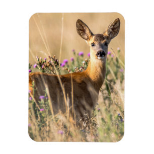 Young Roe Hjort i Meadow Magnet
