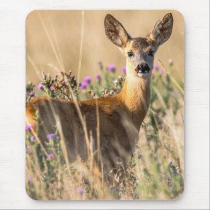 Young Roe Hjort i Meadow Musmatta