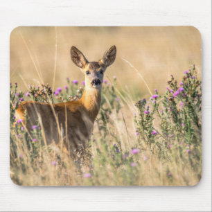 Young Roe Hjort i Meadow Musmatta