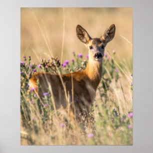 Young Roe Hjort i Meadow Poster