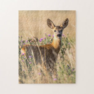 Young Roe Hjort i Meadow Pussel