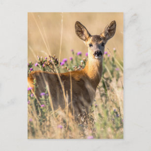 Young Roe Hjort i Meadow Vykort