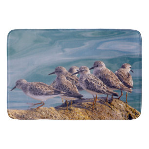 Young Ruddy Turnstones Badrumsmatta