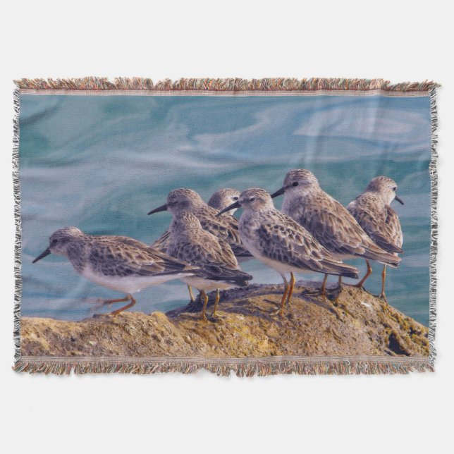 Young Ruddy Turnstones Filt (Framsidan)
