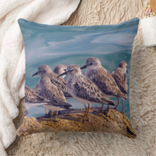Young Ruddy Turnstones Kudde