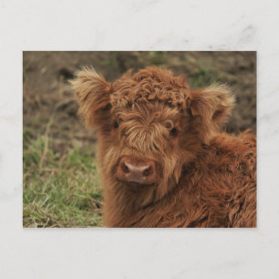 Young Scottish Highlander Vykort